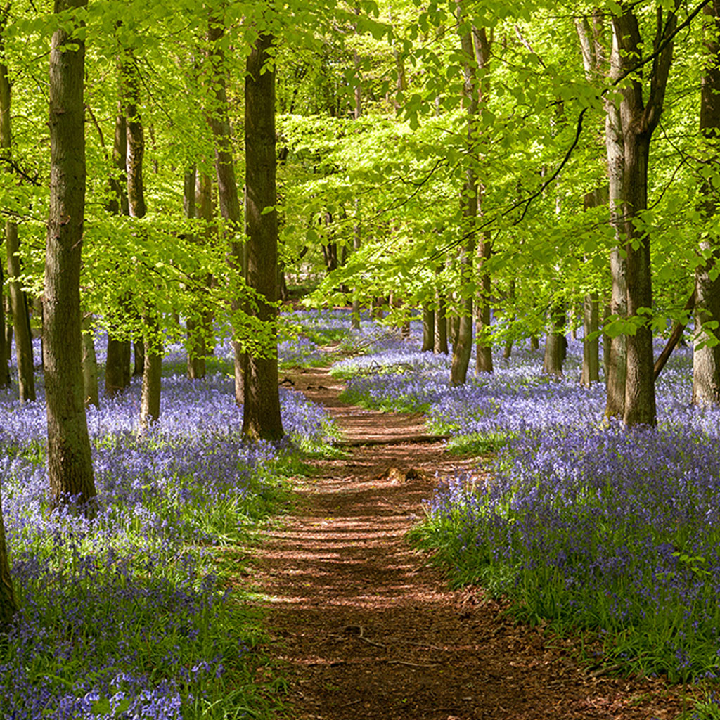 Habitat & Vegetation Survey