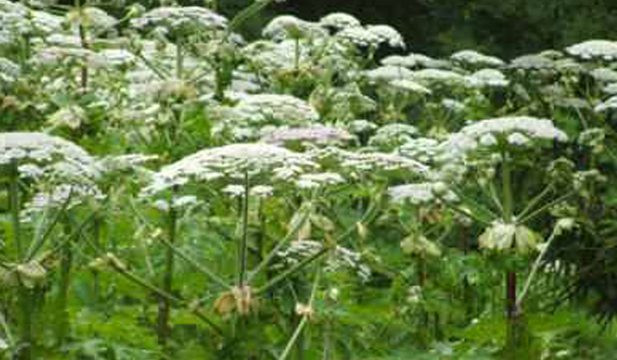 Giant Hogweed UK