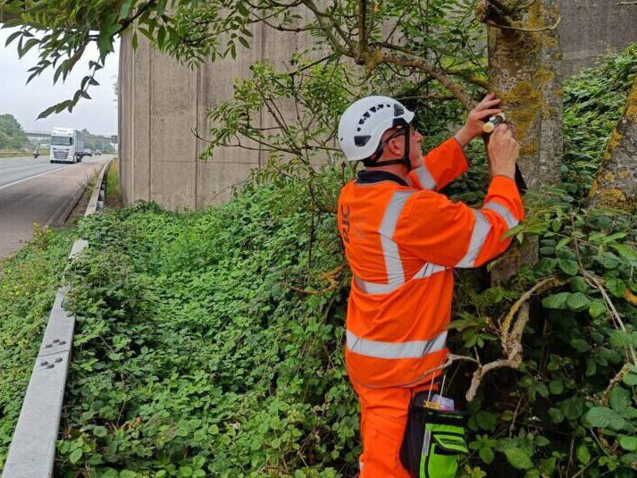 Tree Surveys and Inspections for National Highways