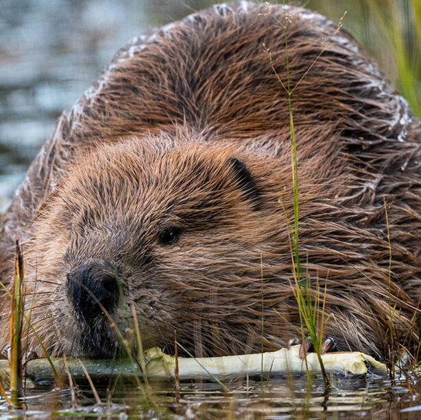 beaver surveys
